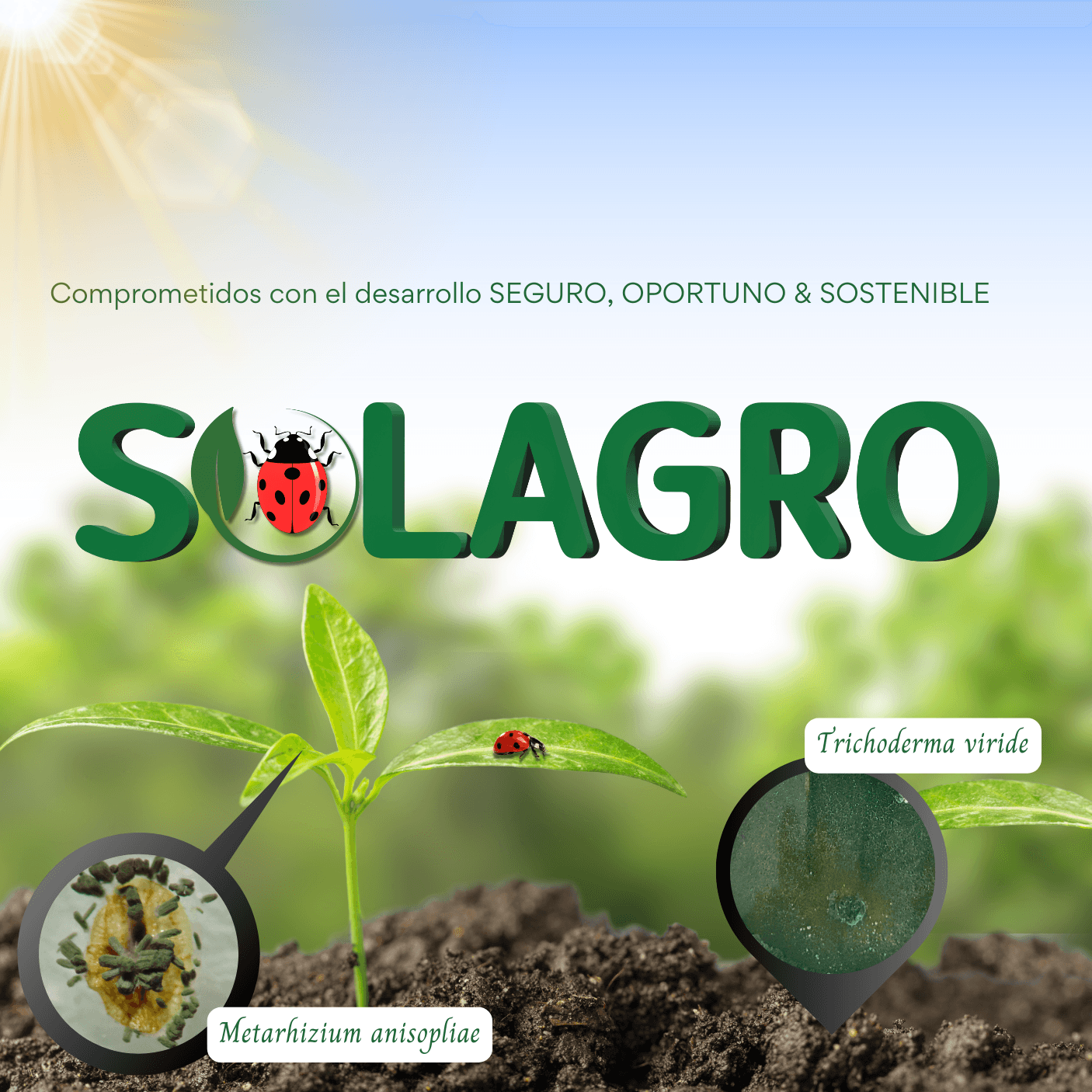 Interior — Solagro