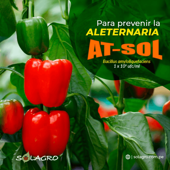 AT-SOL
