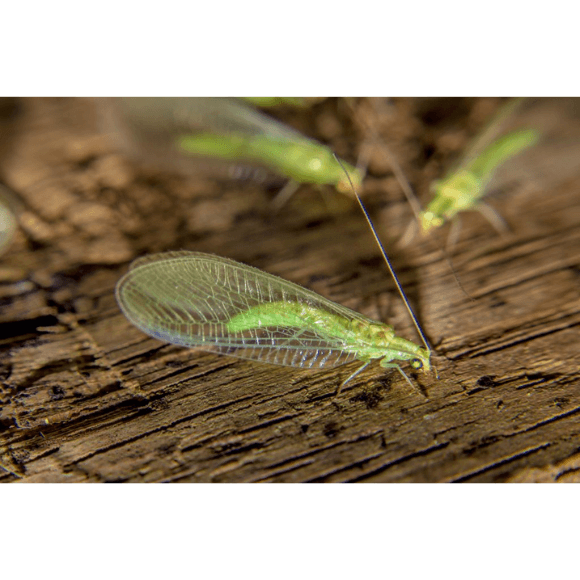 Chrysoperla sp. - Solagro