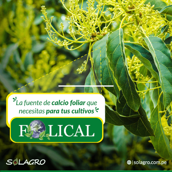 FOLICAL