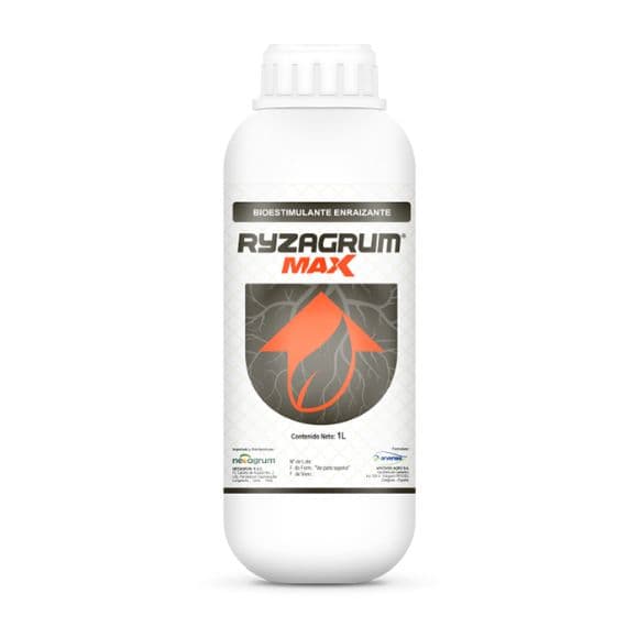 RYZAGRUM MAX