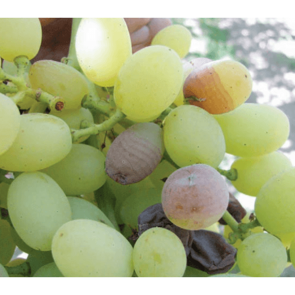 Botrytis