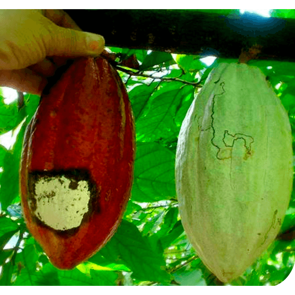 MOLINIA