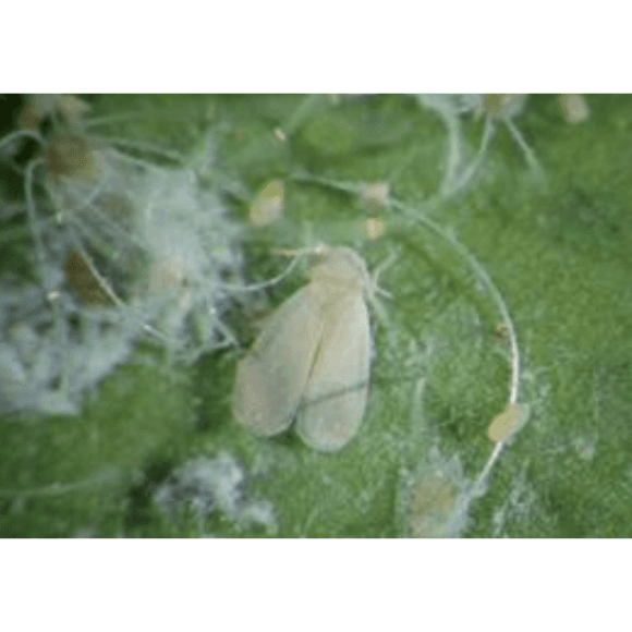 Mosca Blanca
