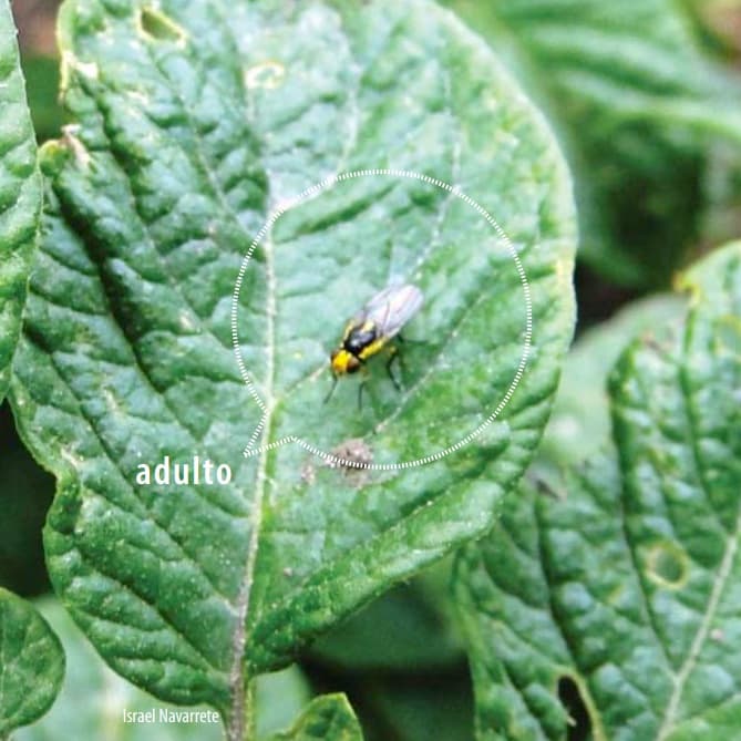 Mosca Minadora