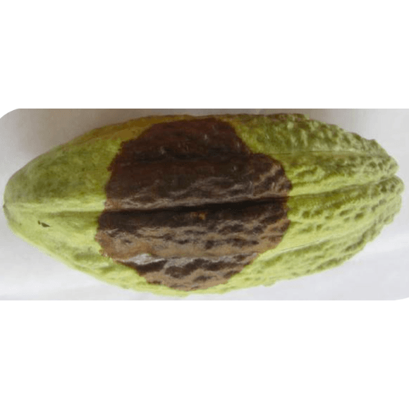 PODREDUMBRE DEL FRUTO
