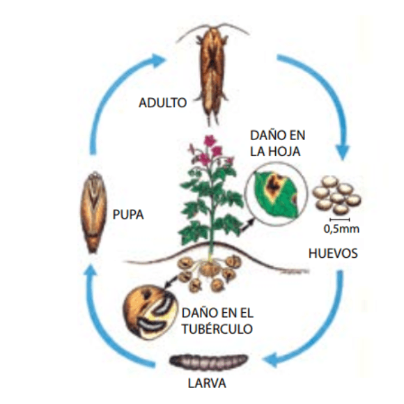 Polilla de la papa