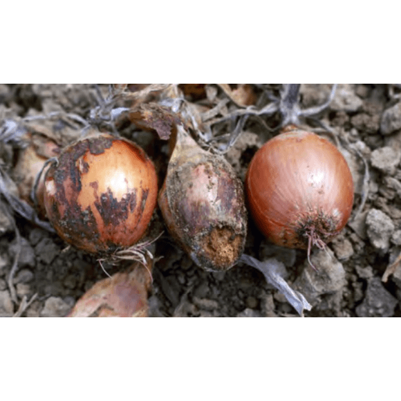 Pudrición basal o fusariosis