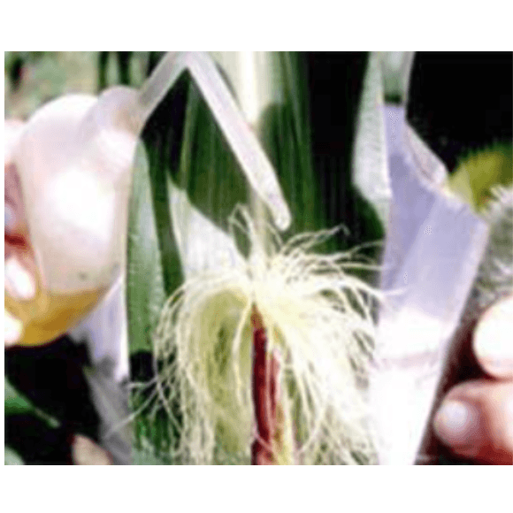Aceite vegetal