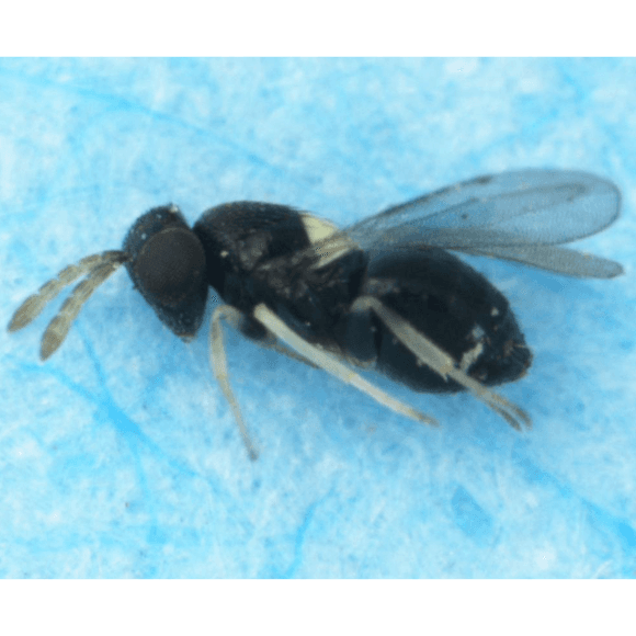 Coccophagus spp.