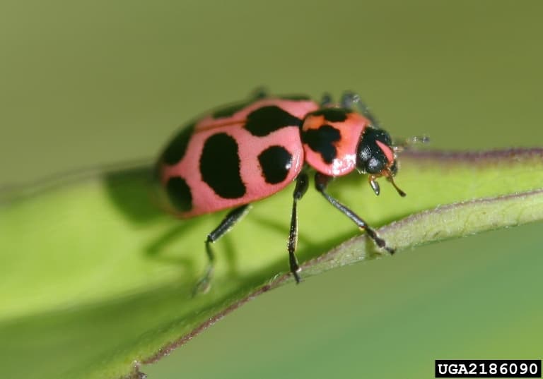 Coleomegilla sp