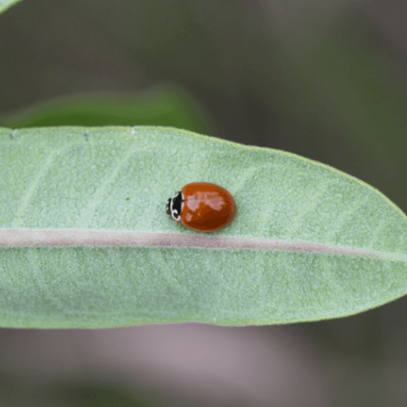 CycIoneda sanguínea
