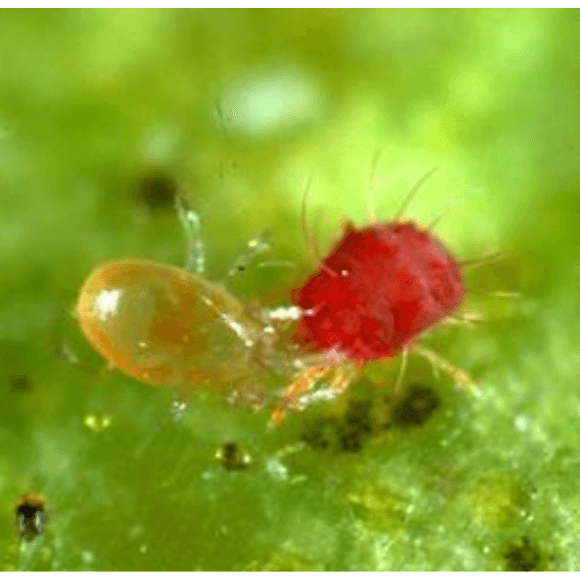 Euseius stipulatus