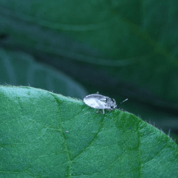 Geocoris spp.