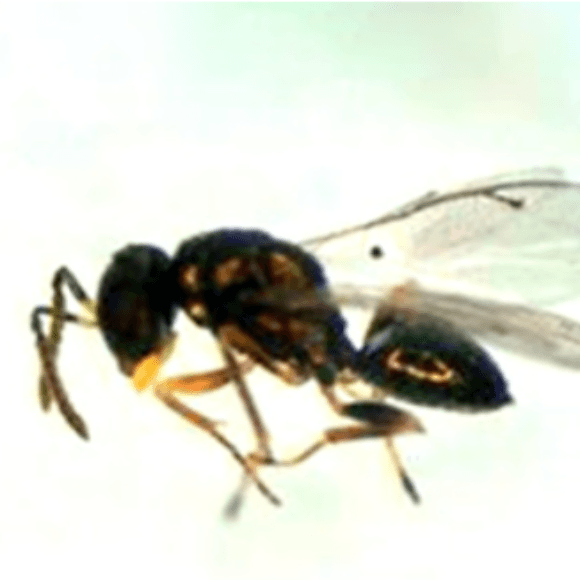 Halticoptera arduine