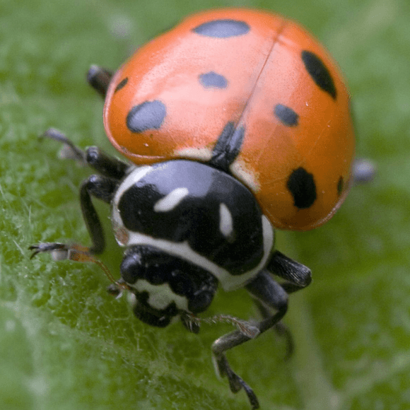 Hippodamia convergens