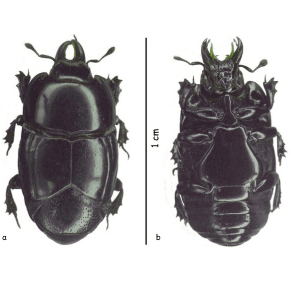Hololepta quadridentata