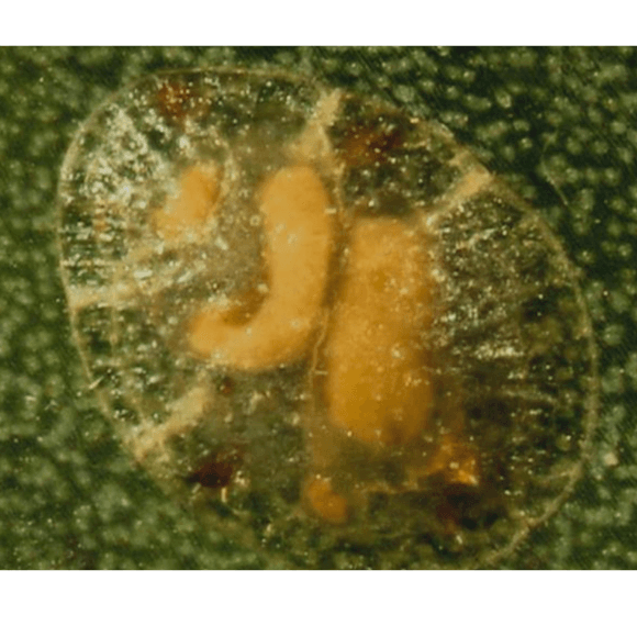 Metaphycus spp.