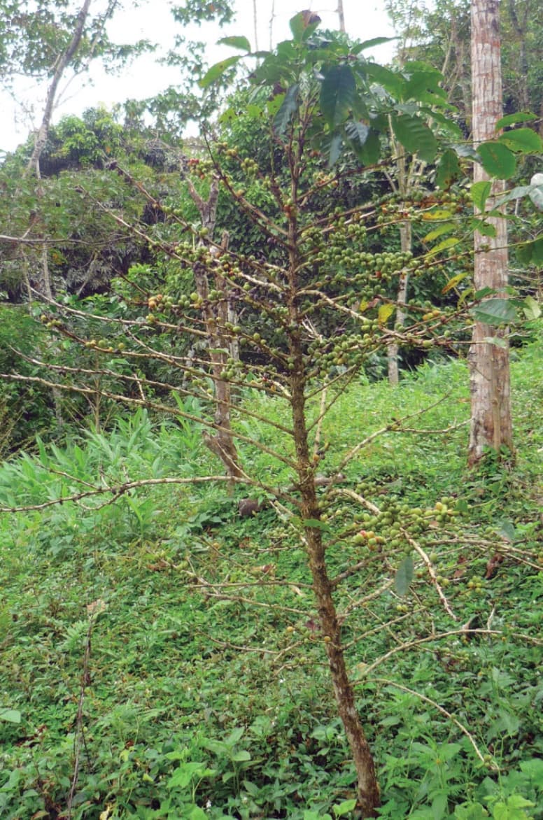 Plantas trampa