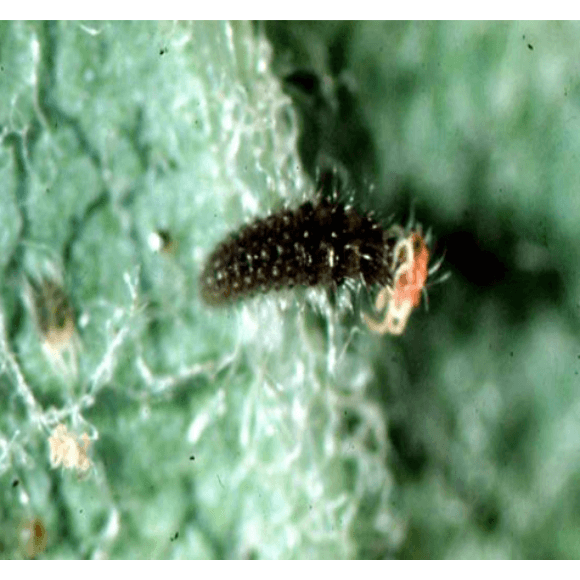 Stethorus histrio
