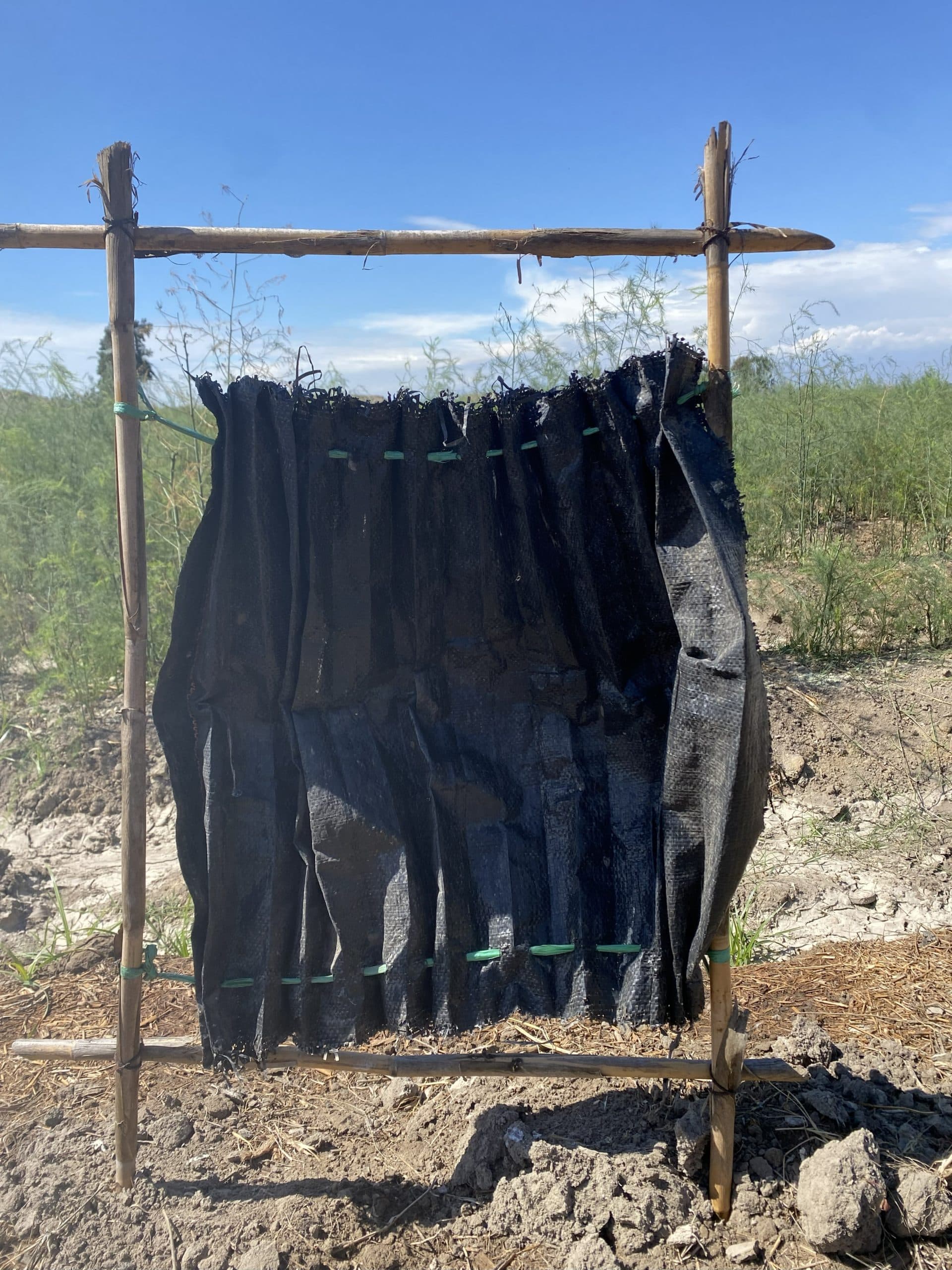 trampas de oviposición