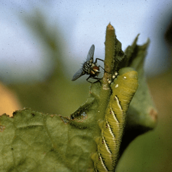 Winthemia reliqua