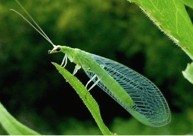 ¡Identifica a los insectos aliados de tu campo!