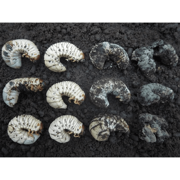 Metarhizium: insecticida biológico y mejorador del suelo