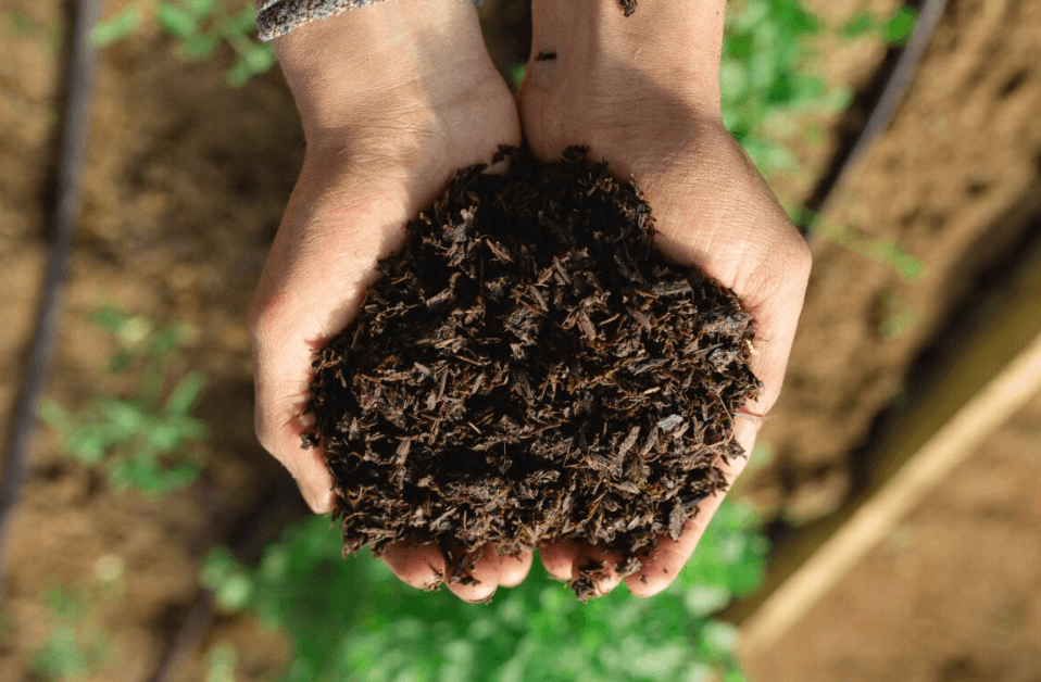 Bokashi: fuente sostenible de nitrógeno y gran regenerador de suelos