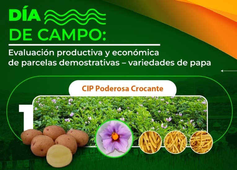 Día de campo «Evaluación productiva y económica de parcelas demostrativa – variedades de papa CIP Poderosa Pollera, Poderosa Crocante y CIP Poderosa Watia»