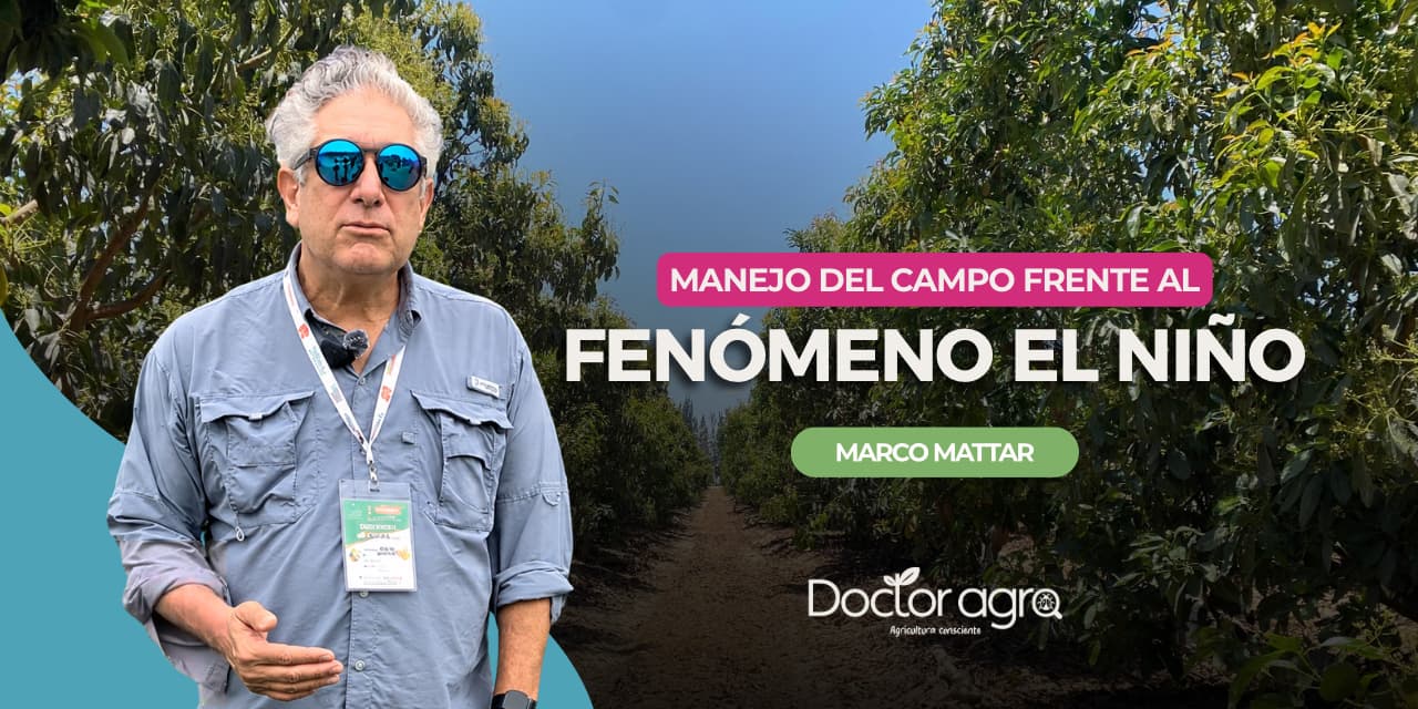 Marco Mattar sobre el Fenómeno El Niño: Adaptar el manejo a las condiciones del campo