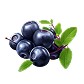 Arándano