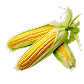 Maíz