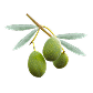 Olivo