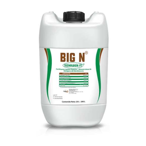 BIG N FT