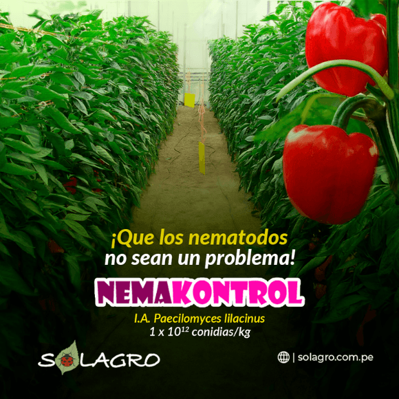 Nemakontrol