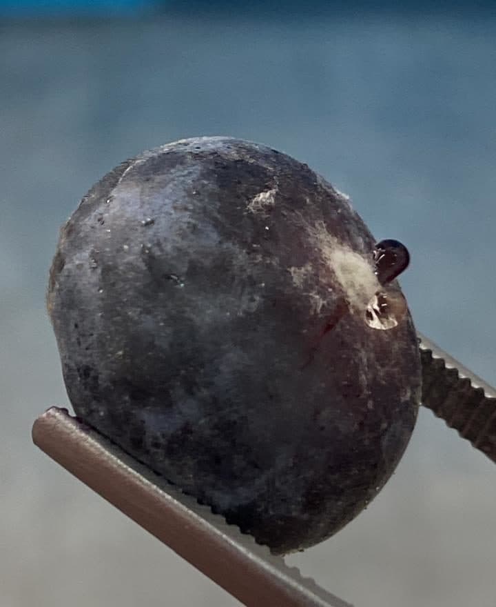 Alternaria