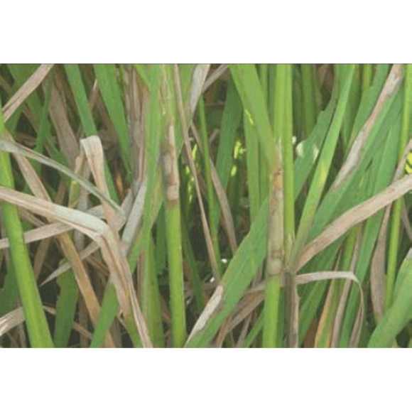 Chupadera fungosa