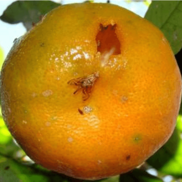 Mosca de la fruta