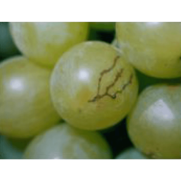 Mosca de la fruta