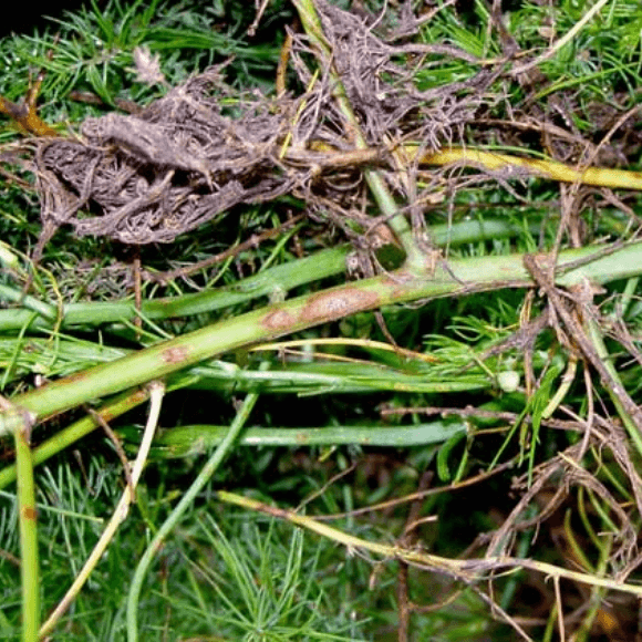 Cercospora
