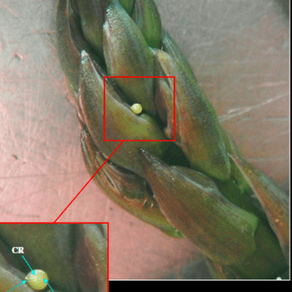 Copitarsia