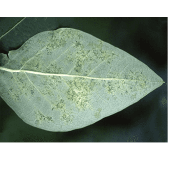 OIDIUM