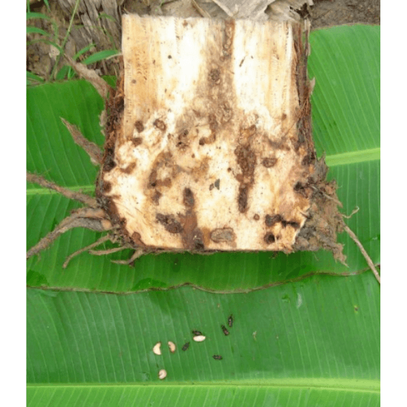 Gorgojo negro del plátano