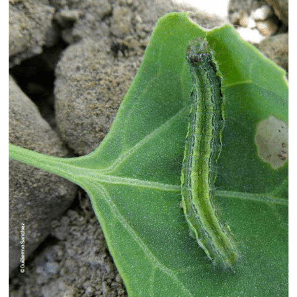 Cortadores de hoja - Copitarsia spp.