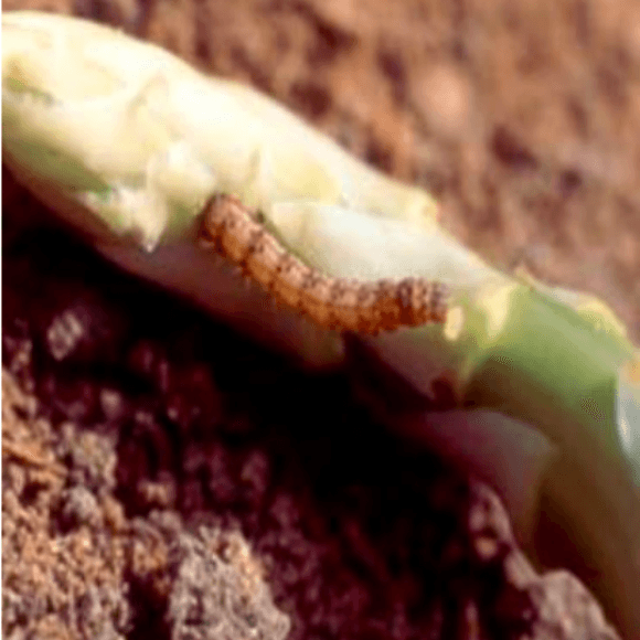 Heliothis
