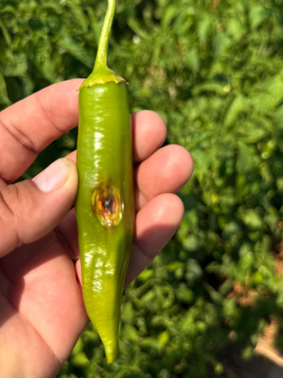 Perforador de frutos