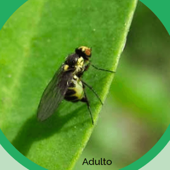 Mosca minadora
