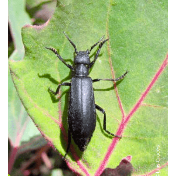 Llama llama- Epicauta spp.