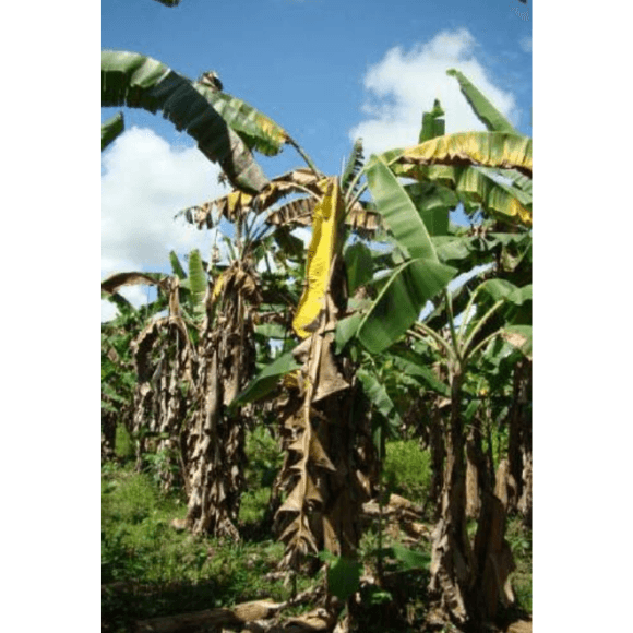 Mal de Panamá